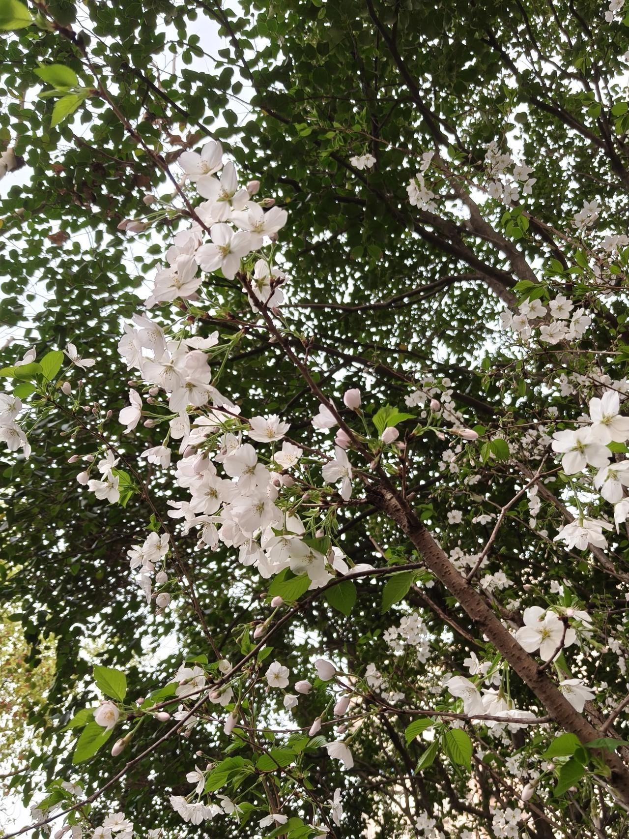 鲁迅公园随手拍实景图分享！

春日午后散步随手拍分享…🌸