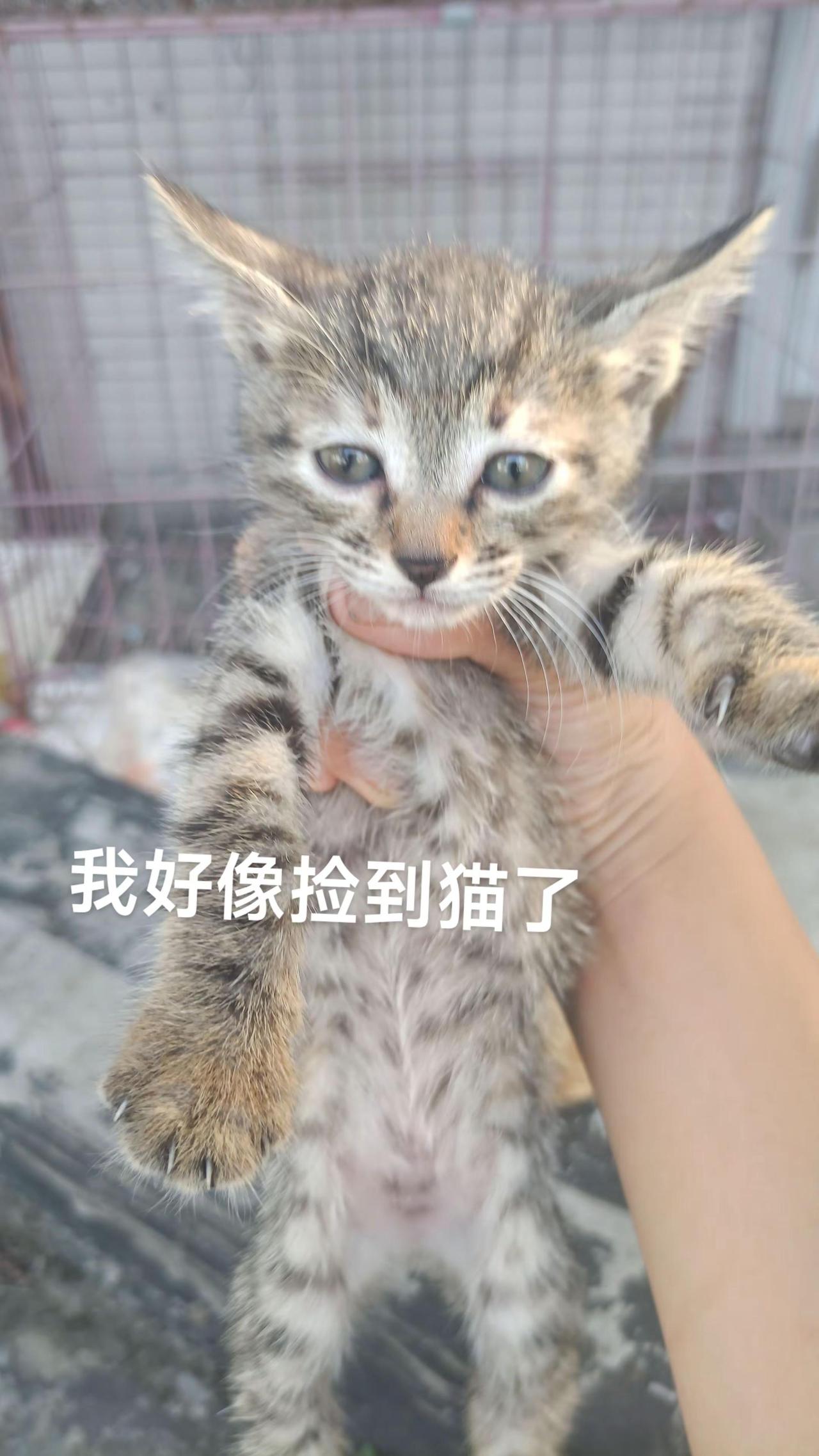 猫咪猫咪猫咪猫咪 猫猫