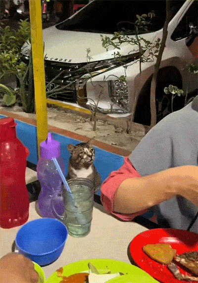 猫猫你的眼神有点迷离 ​​​
