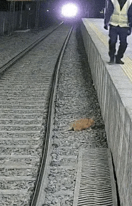 如果是你你会冒着生命危险去救这只小猫吗？