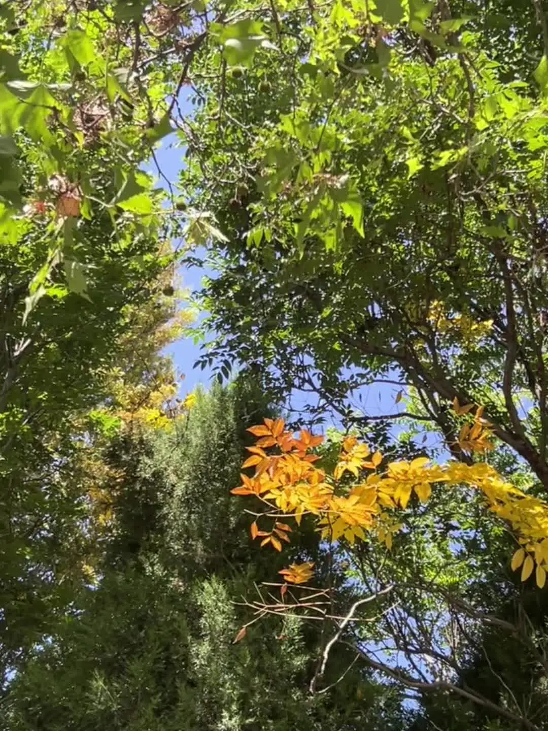 久不逢君花渐落 时不待我已是秋