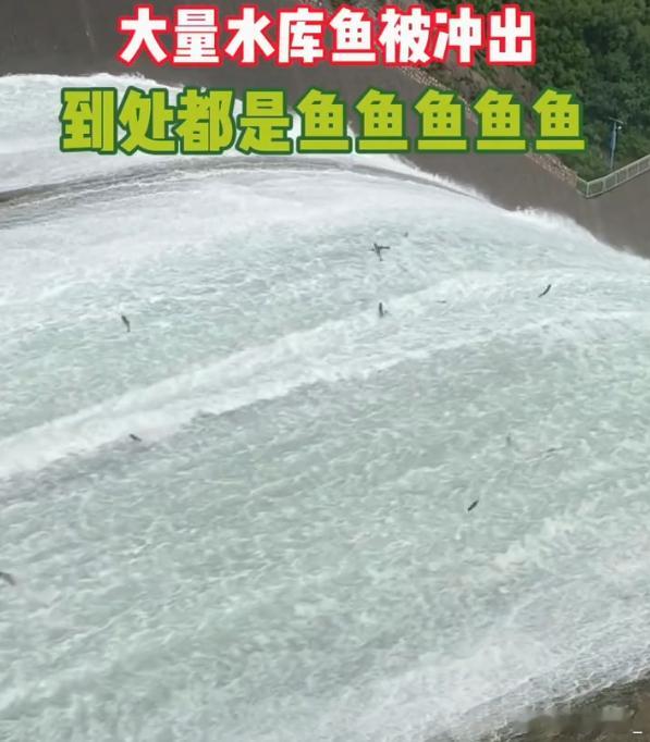 密云水库泄流到处都是鱼鱼鱼鱼鱼 这种新闻慎重报道吧，本来就是汛期，有些人看到这新