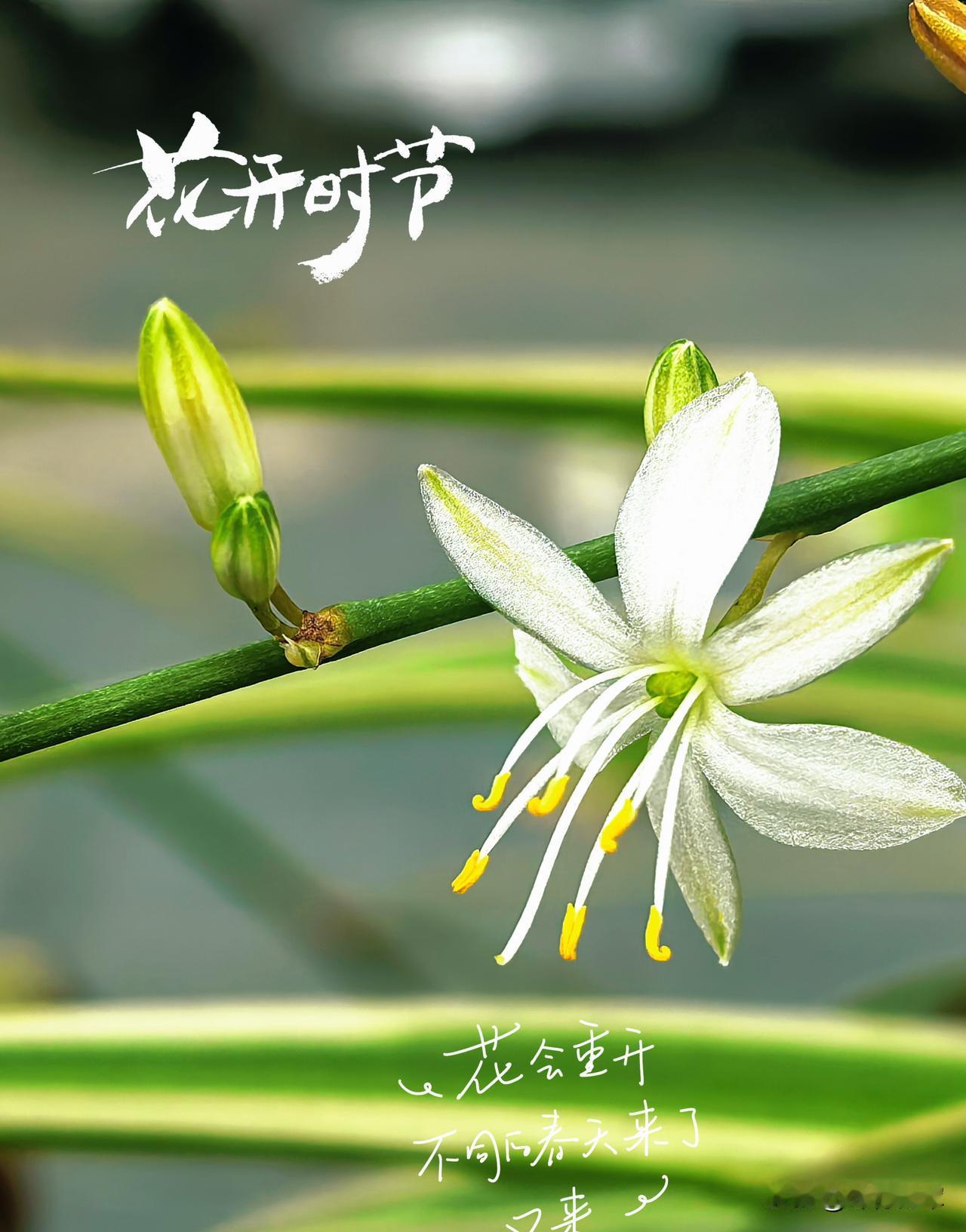 花开时节，吊兰悄然绽放。素白花瓣带着几分清透，鹅黄花蕊探着温柔的光。花茎上，花苞