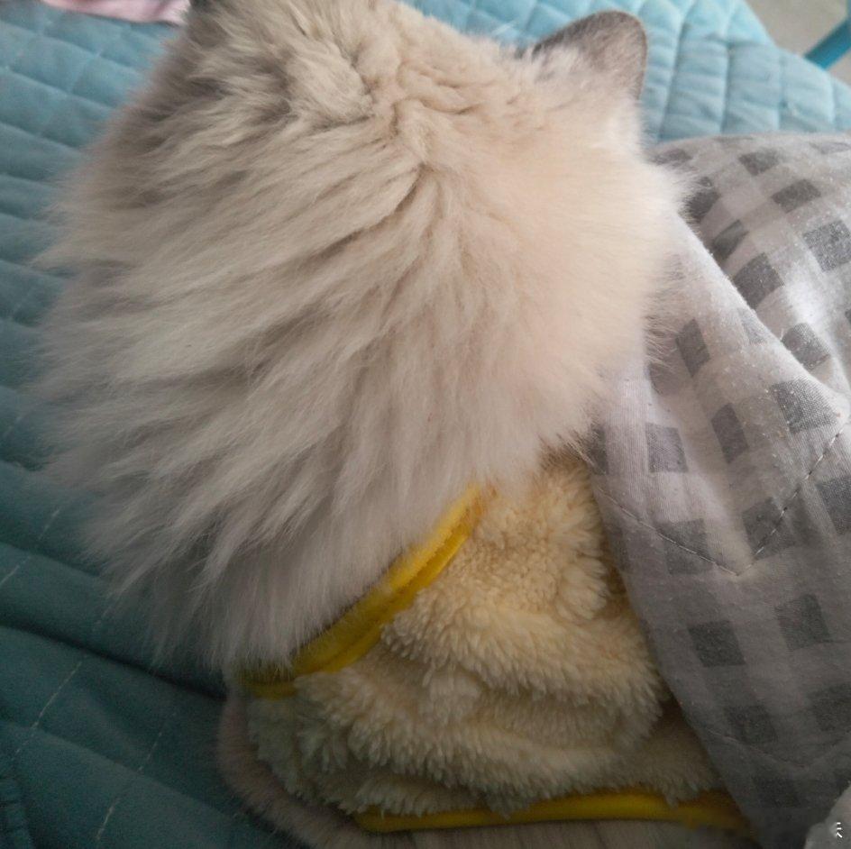 又是毛孩子陪我相互取暖的一天，一招手它就来，给它买的衣服有点大了，自己趁我不注意