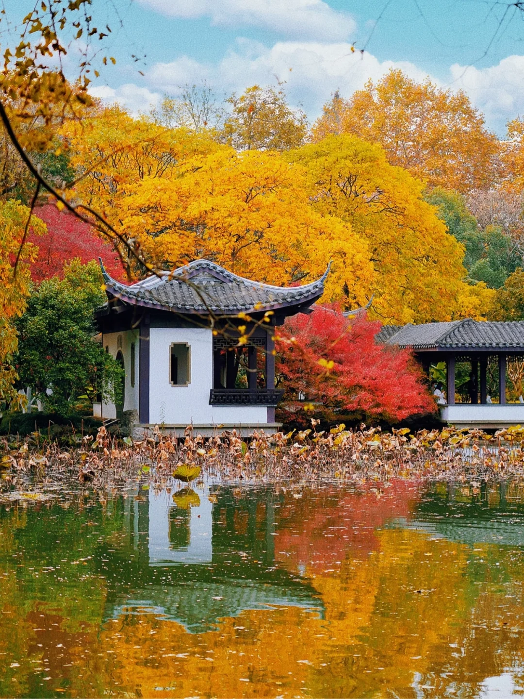 接下来的杭州，堪称国内秋天旅游天花板🍁