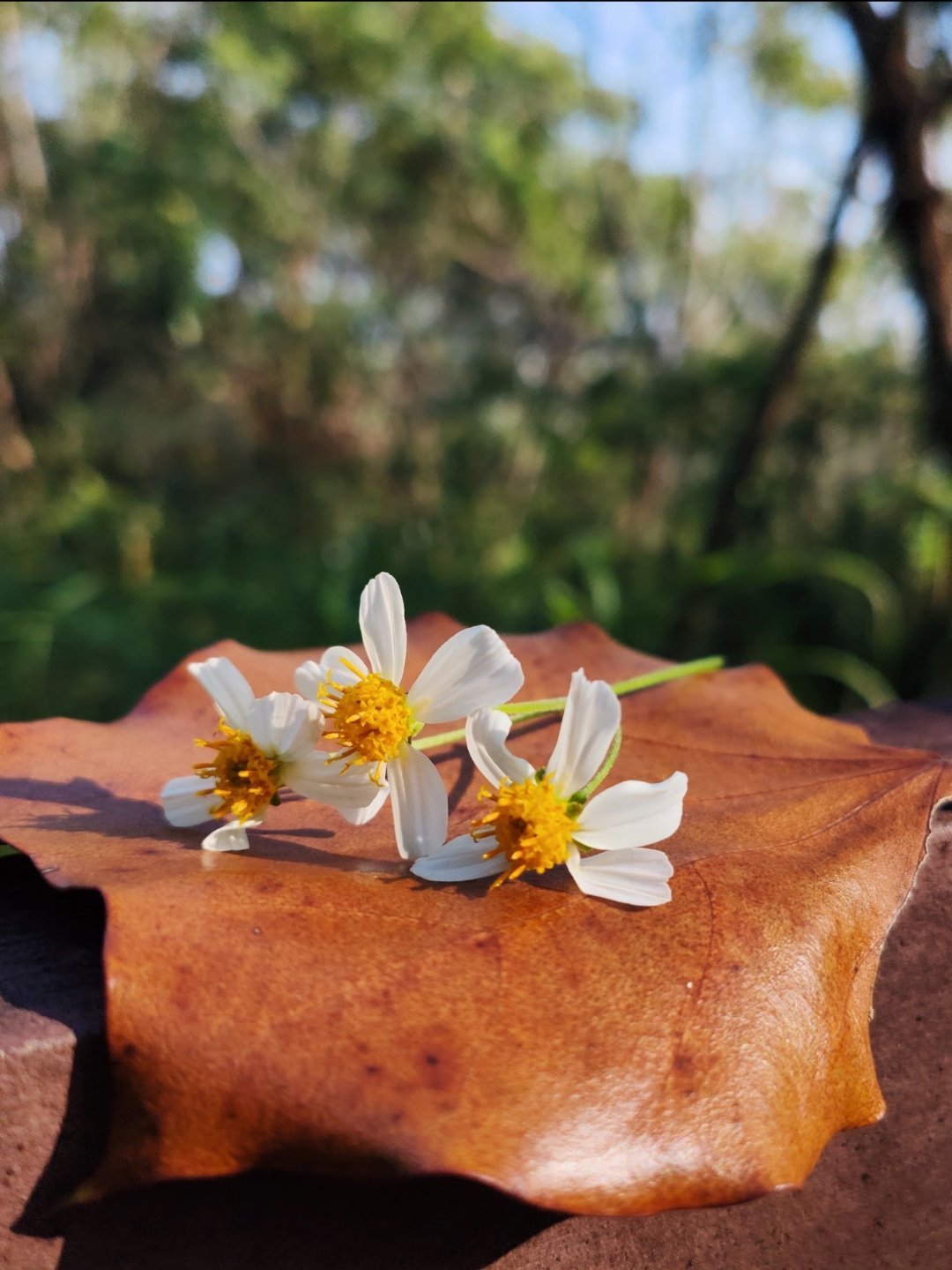 日子虽然庸常却有很多细碎的美好如太阳温暖的光芒洒落在小野花上[耶]——早安🌞 
