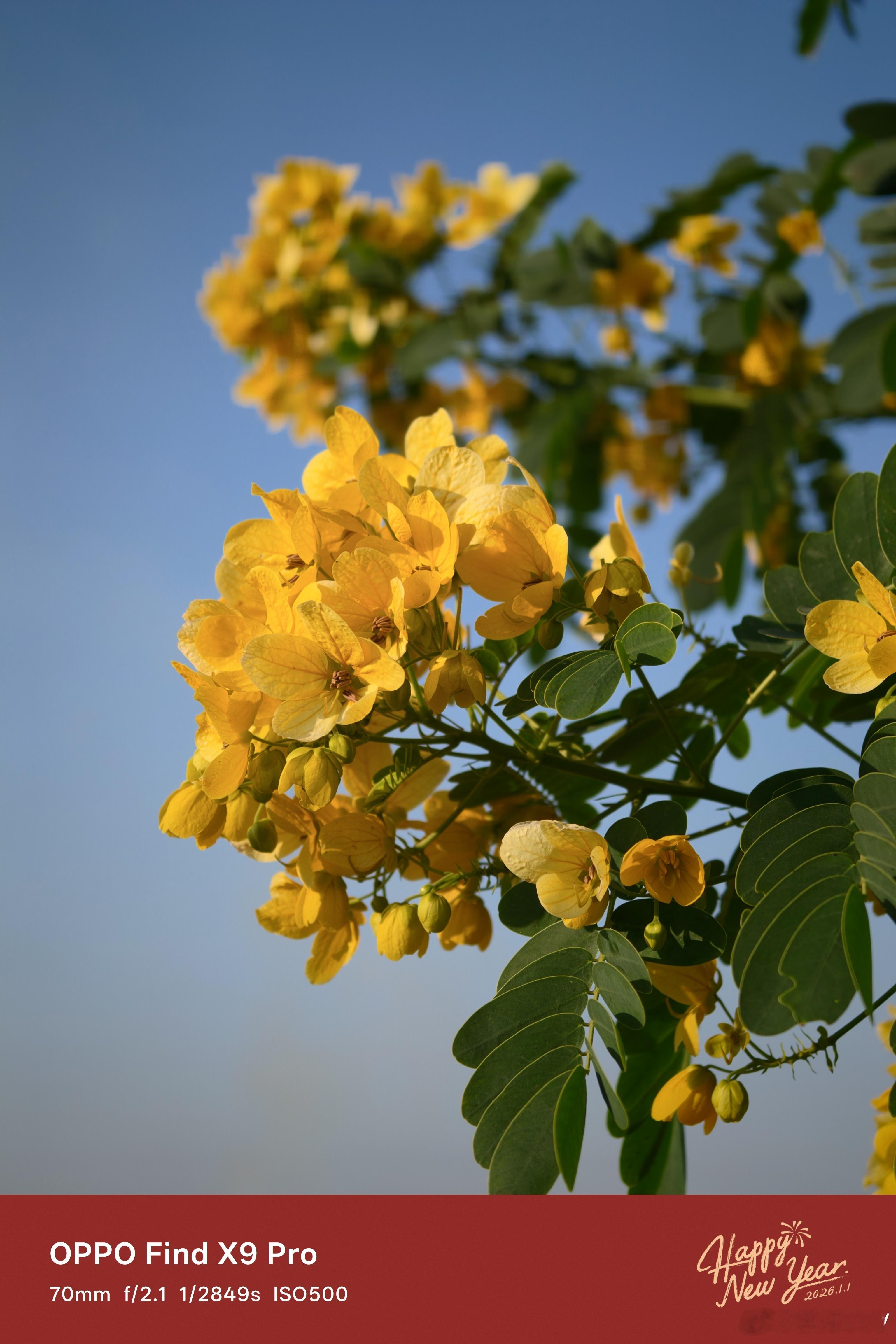 冬日暖阳，年关将至120倍变焦镜头下的月亮哈苏大师模式的花花草草📷📷📷:O