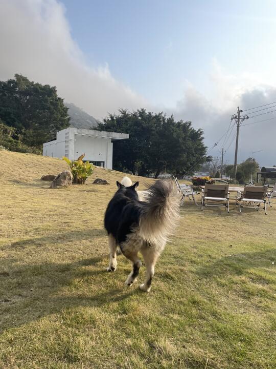 在南澳岛民宿当快乐小狗🐶