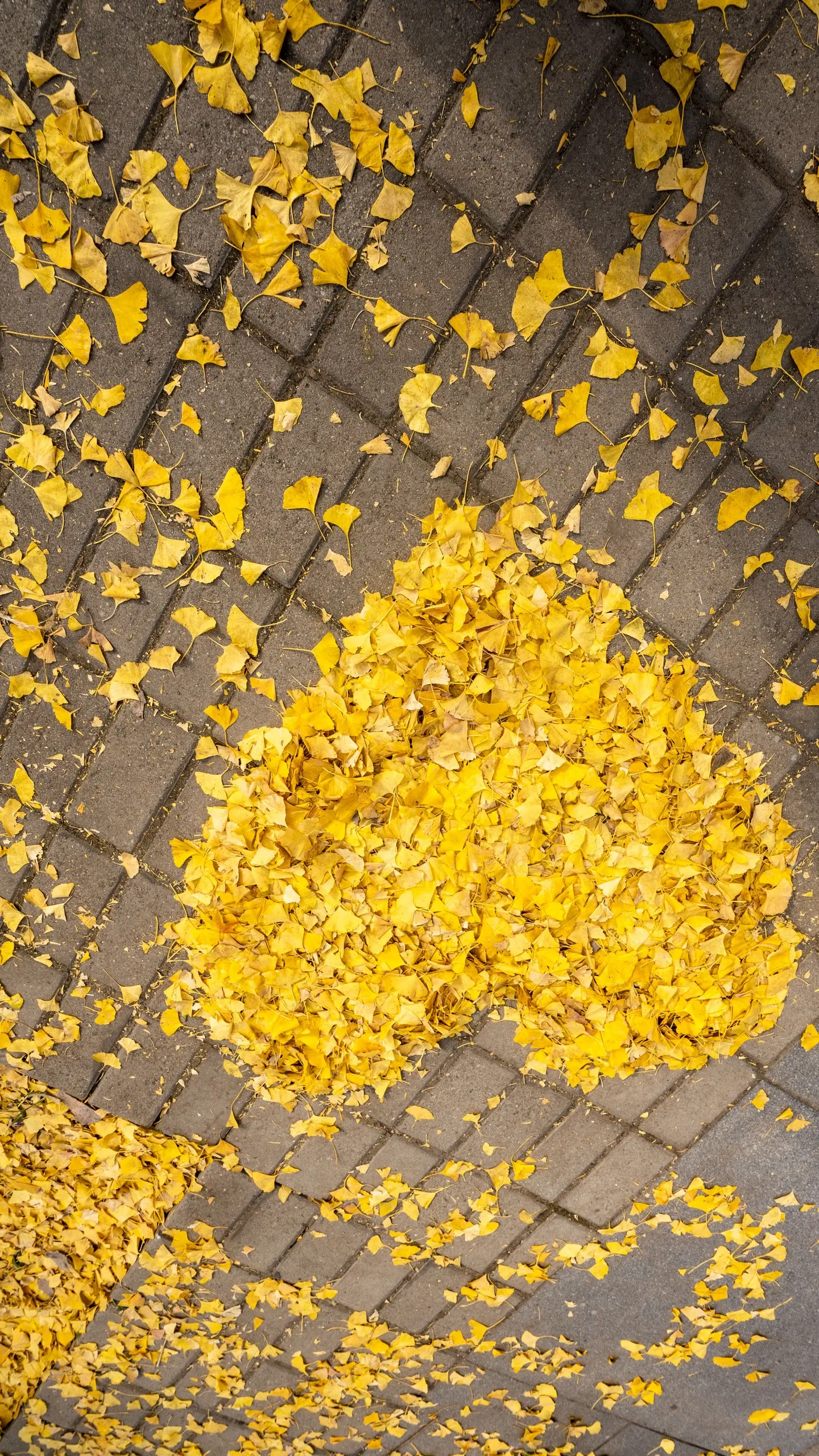 来自北平之秋的金黄浪漫。🍁秋天来北京，去拍一拍北京的秋天吧！在北京北...