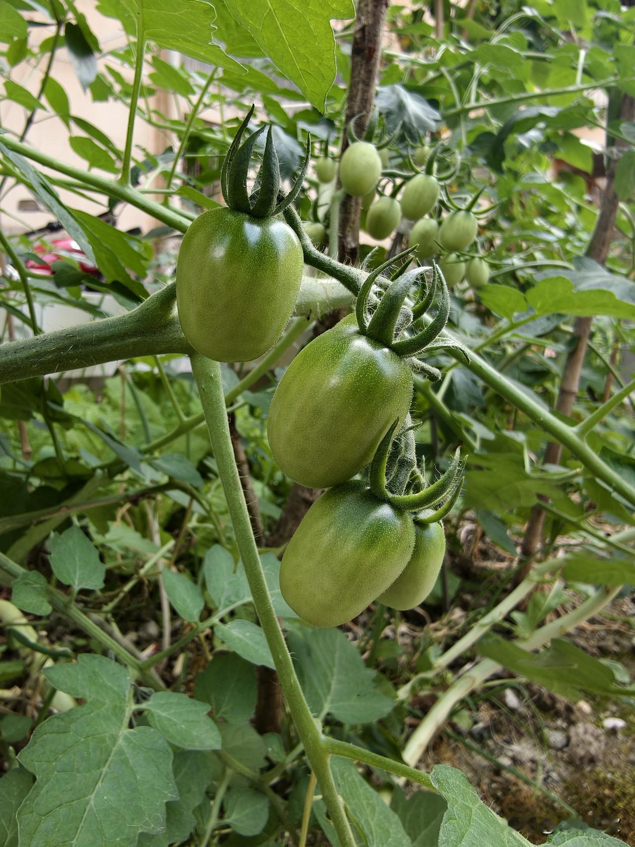 开朗的性格就是无忧无虑的体现，而想要发自内心的无忧无虑，那真的就是需要一个能供养