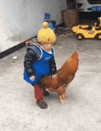 大公鸡也很无奈啊，关键还不敢发火，怕把自己整成一盘菜。