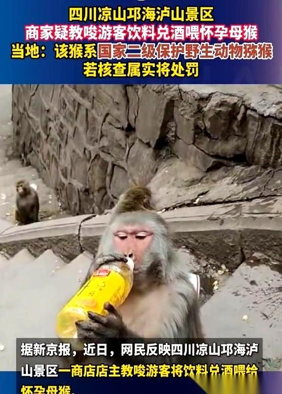 四川凉山那个景区视频，真是把人看明白了。
商家不光卖饮料，还现场教学，压低声音跟