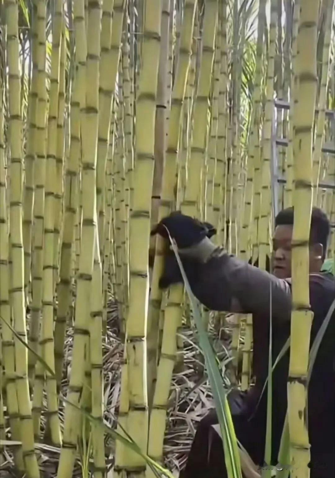 有谁知道，为啥甘蔗还要洗？这工程得多大啊？[笑哭]