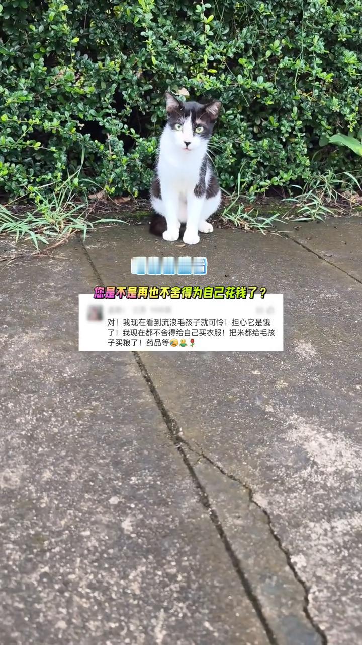 喂流浪猫后。
您是不是再也不舍得为自己花钱了？对！我现在看到流浪毛孩子就可怜！担