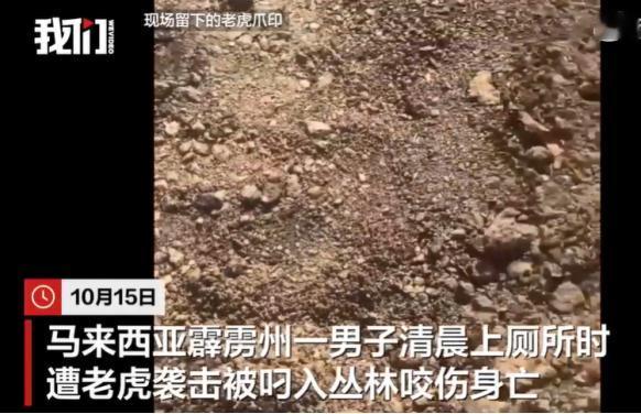 10月15，马来西亚霹雳州发生一起老虎咬死人事件，一名男子在清晨上厕所时遭老虎袭