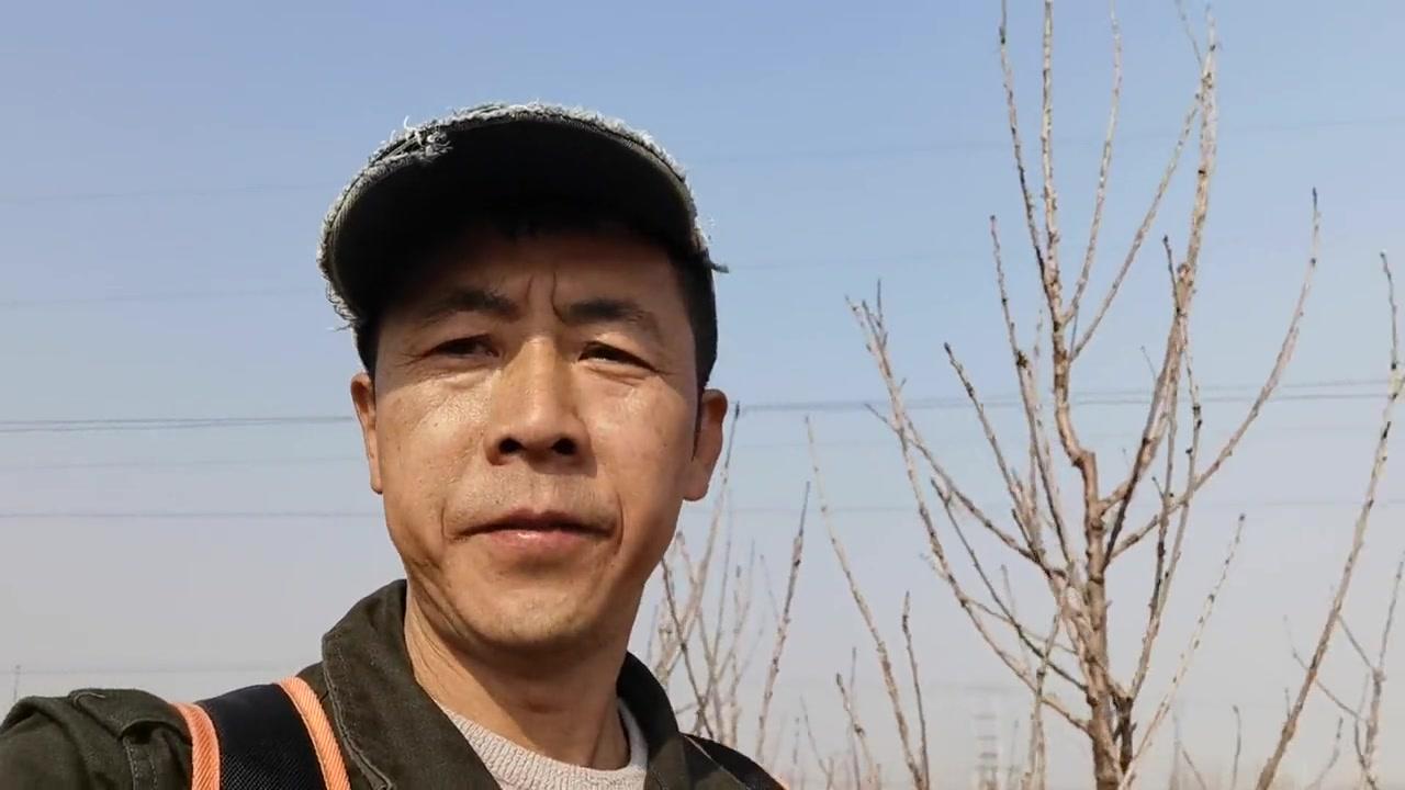 🍒3到4年的大樱桃树怎么修剪？关键在于平衡结果与整形，具体可这样做：
1️⃣疏