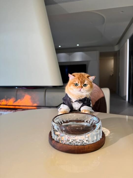 🐱：我也是用上了1k的碗🥣
