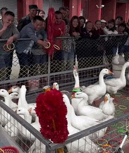 一只倔强的大鹅
