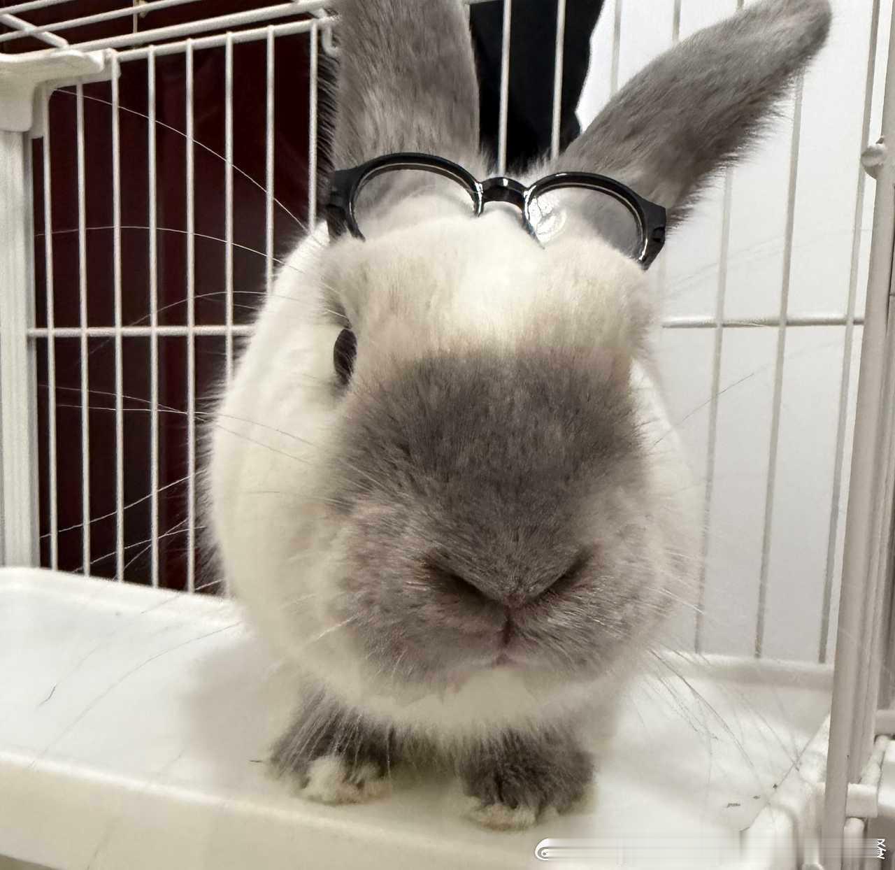 14357🐇【偷糕】小兔痔疮膏 