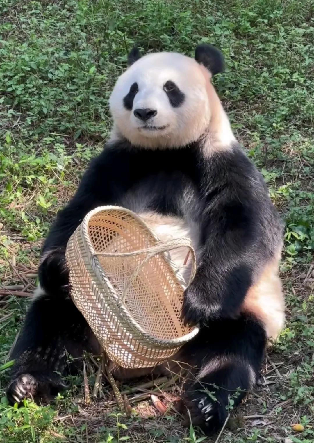 快看，这只大熊猫优雅端庄，皮毛铮亮，美丽大方！那么虔诚的拿着它的小篮子，来个饲养