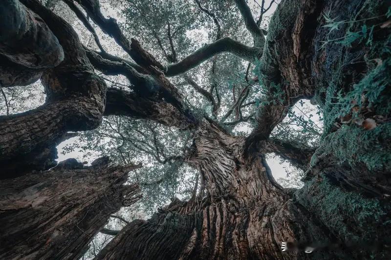 对联这玩意儿，真是中华文化里超亮眼的存在，雅俗共赏还实用，红白喜事都少不了它。就