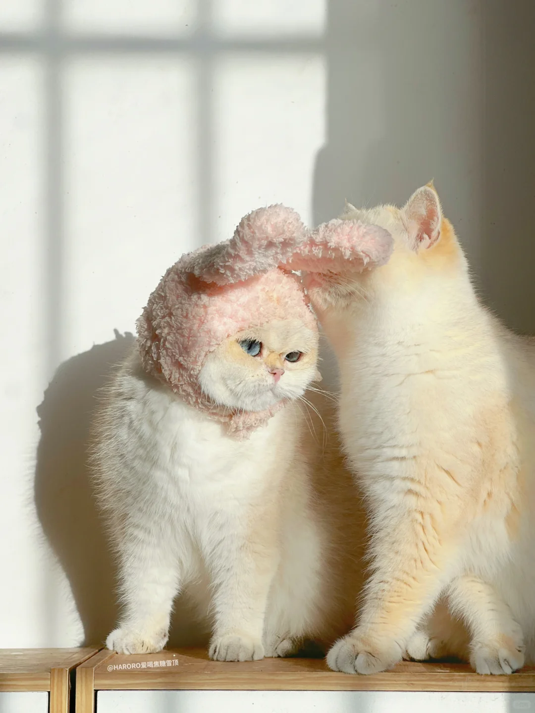 英短金点|看起来香香软软的小猫咪