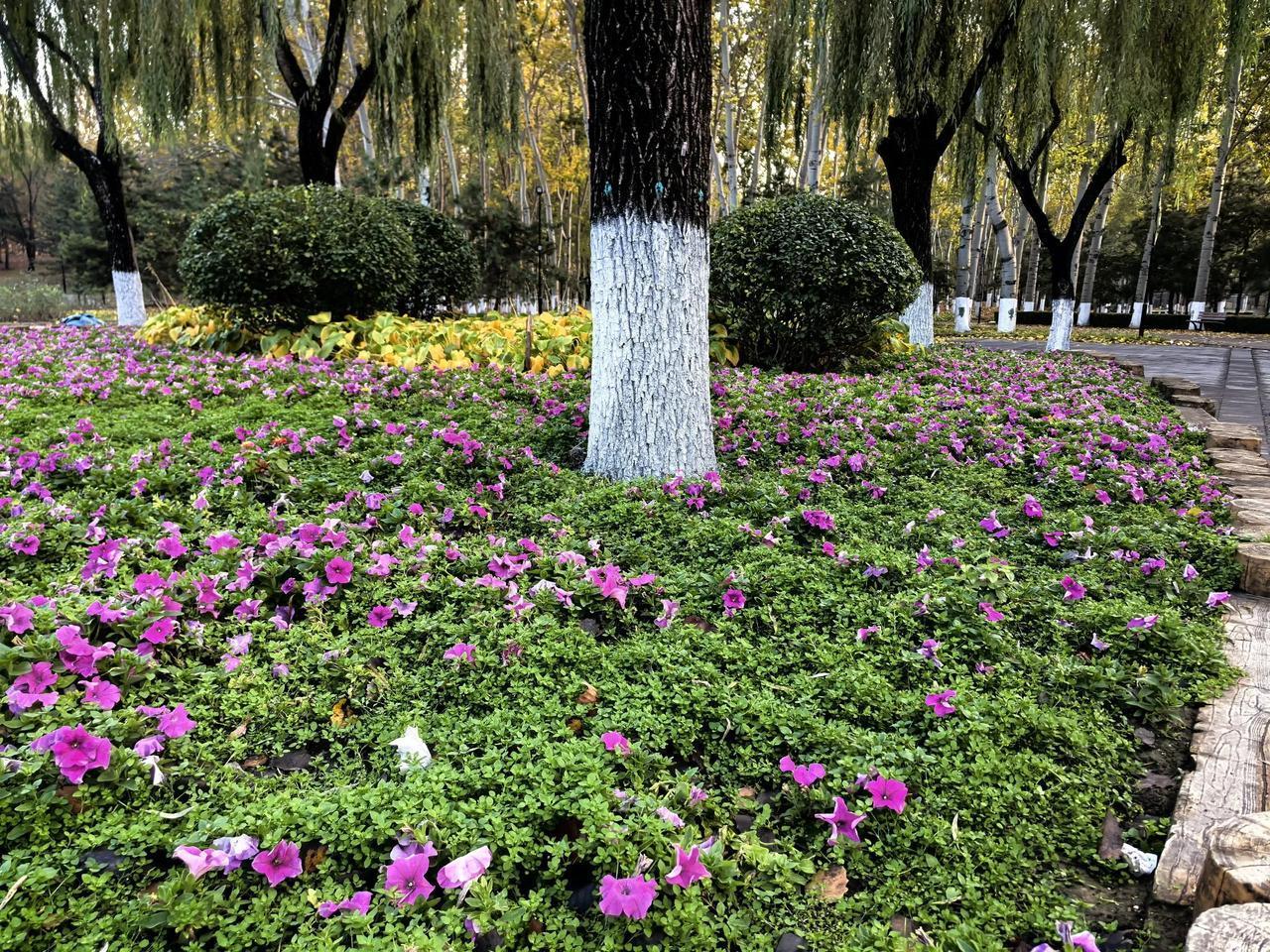 随手拍的绿植昨天的朝阳公园