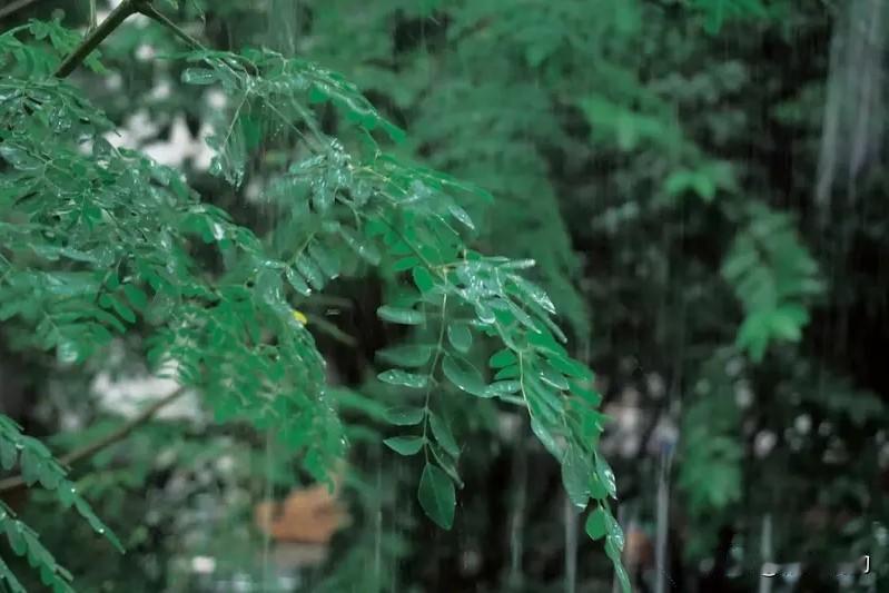 上联:夏雨归来荷楚楚
下联:秋风乍起菊盈盈
上联:仄仄平平平仄仄
下联:平平仄仄