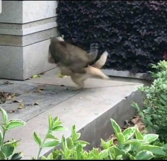 两只猫当街互殴，直接被警察带走....