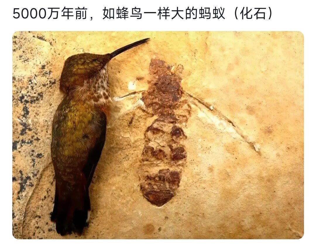 化石的形成