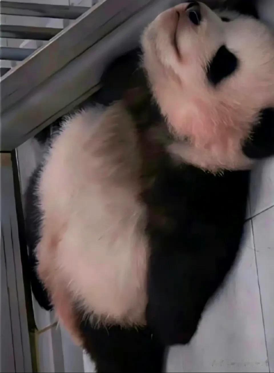 福宝和她亲戚萌兰一样，仰卧着睡觉。真的很有意思。

突然记得宋宝有一晚不睡觉，拿