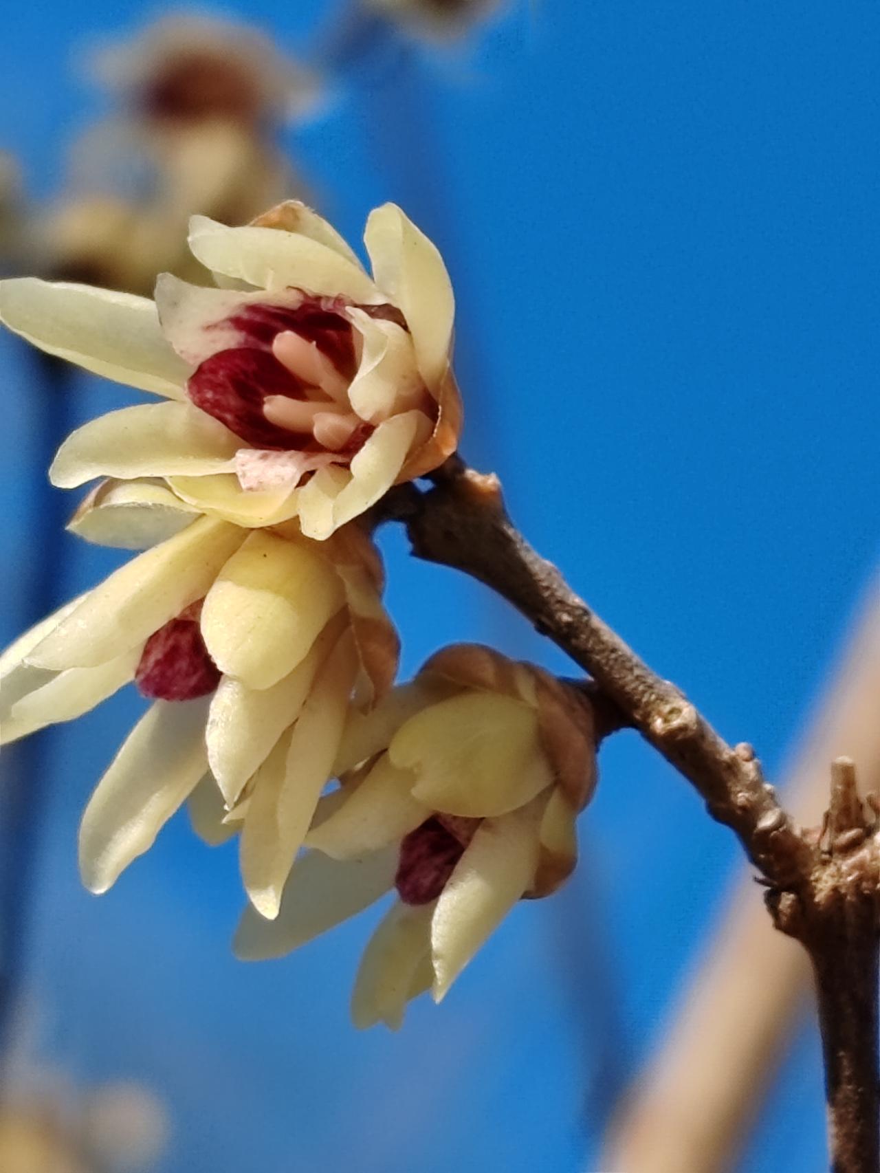 晒图笔记大赛冬月赏梅。