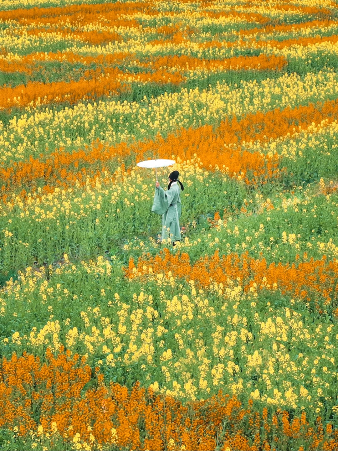 不用去婺源！在苏州就能看到七彩油菜花海💐