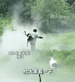 云雾林间人鹤同行，这一幕真有仙侠那味儿了
 
云雾漫过青绿林间，女子见丹顶鹤迟迟