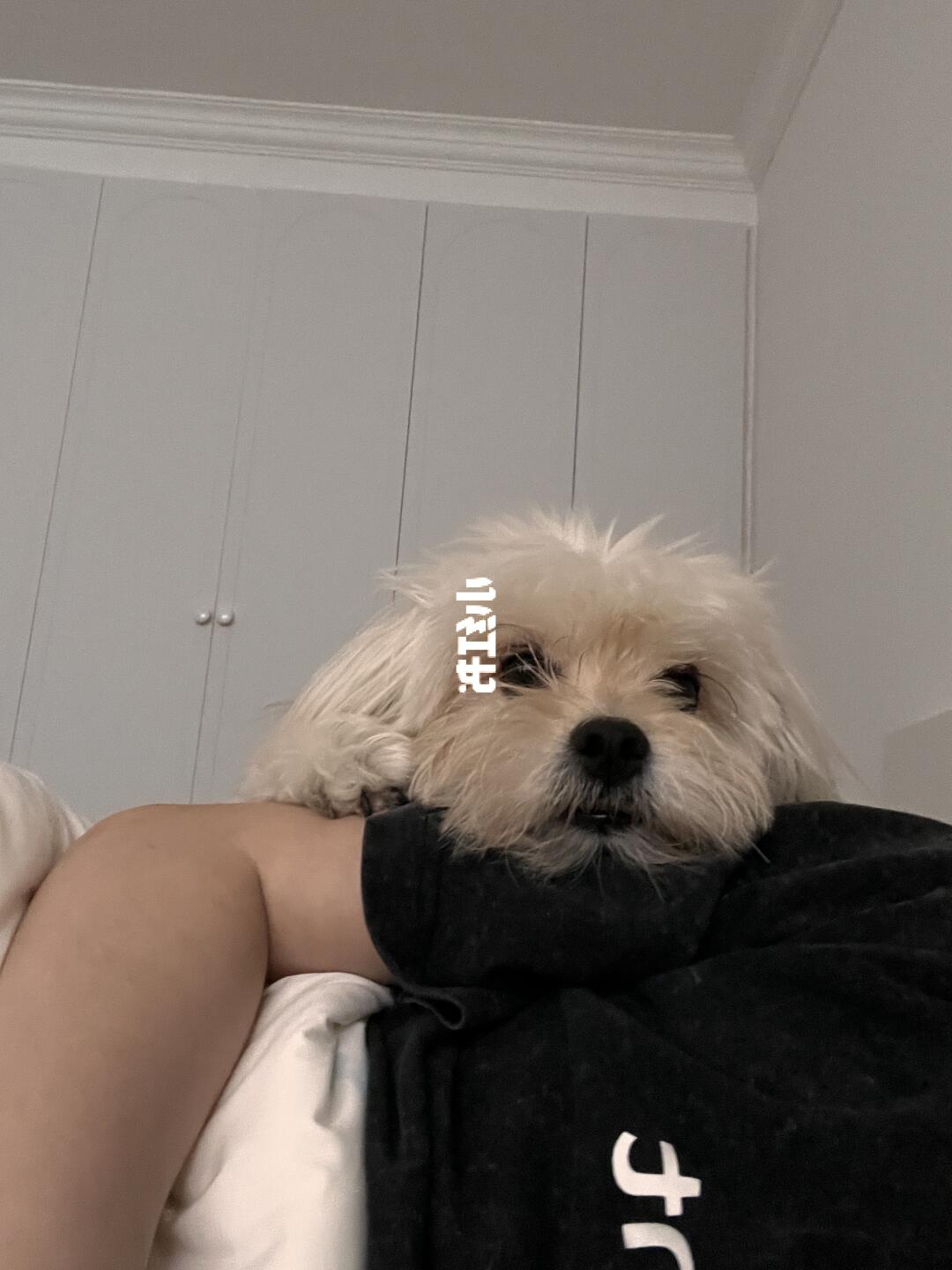 最近实在是忙都没时间陪你玩耍了