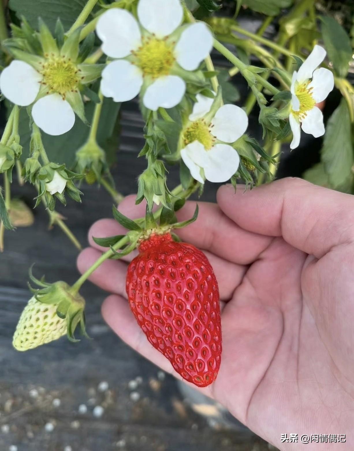 一句老话：“夫妻不到离婚，你看不到本性，兄弟不碰钱财，你看不到嘴脸，朋友不碰利益