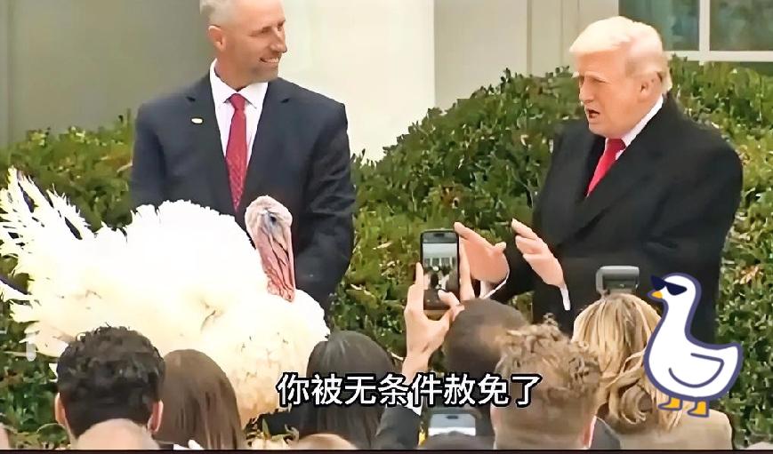 两只火鸡出名了！
它们被请进白宫成了座上宾，段子手老特还为它们发表了演讲，特赦了