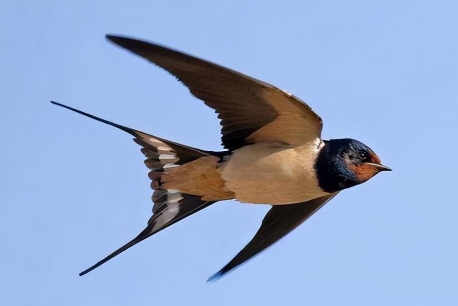 第一次意识到，燕子是没有国籍的。小时候以为燕子是我们中国的，南飞是往中国南方飞，