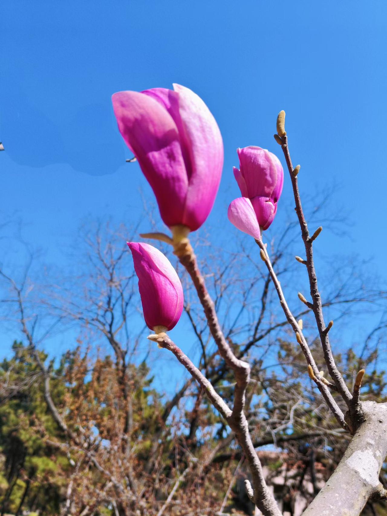 晒图笔记大赛春花烂漫，到处都是欣欣然的样子。真的是超级无敌的治愈啊！