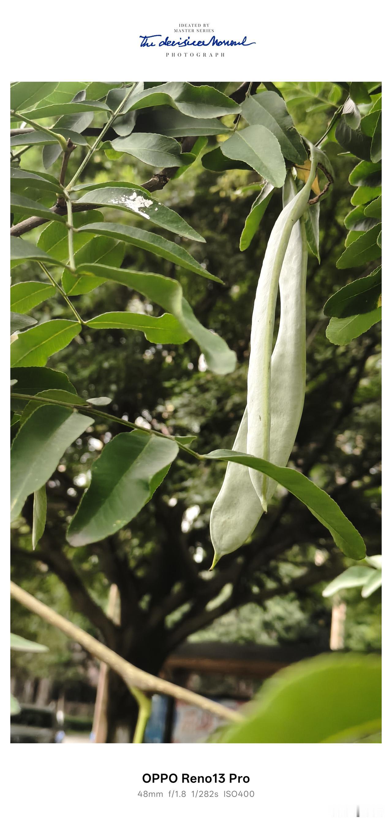 夏日遇见满树温柔皂荚。[赞][赞][赞]
 
夏日林荫里，偶然邂逅了一树惊艳的皂