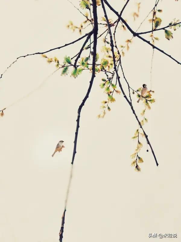 《春望》（原创）
又是一年春，柳牙上枝头。
残雪悄融去，寒水自东流。
风暖催新叶