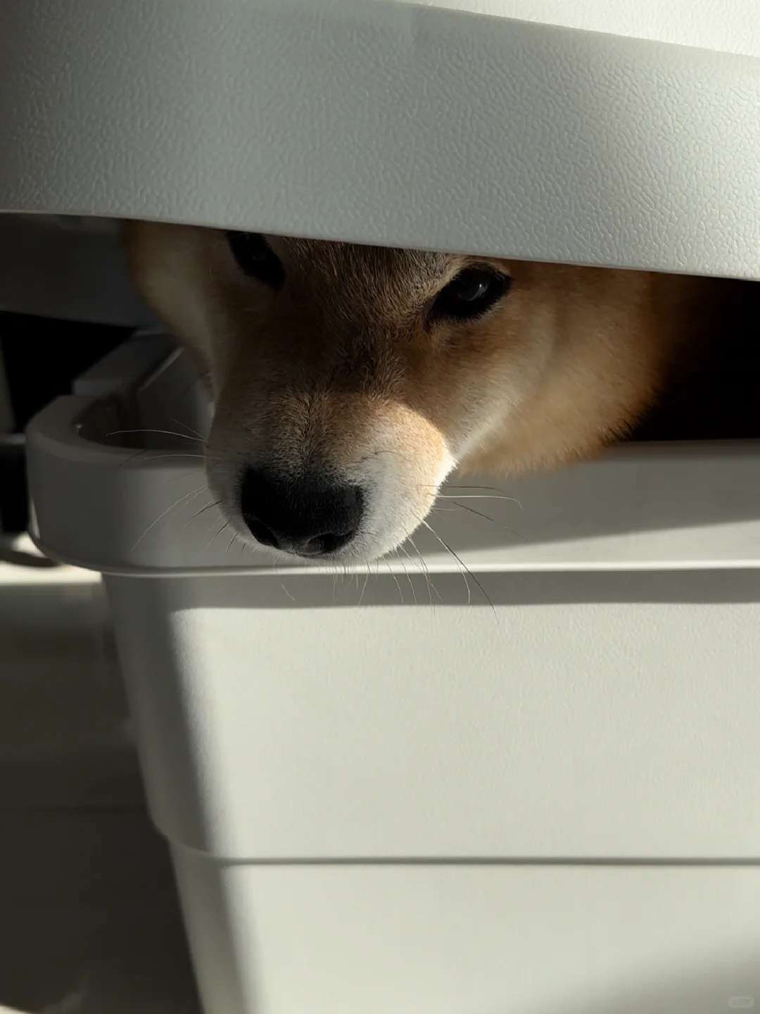 茶杯犬