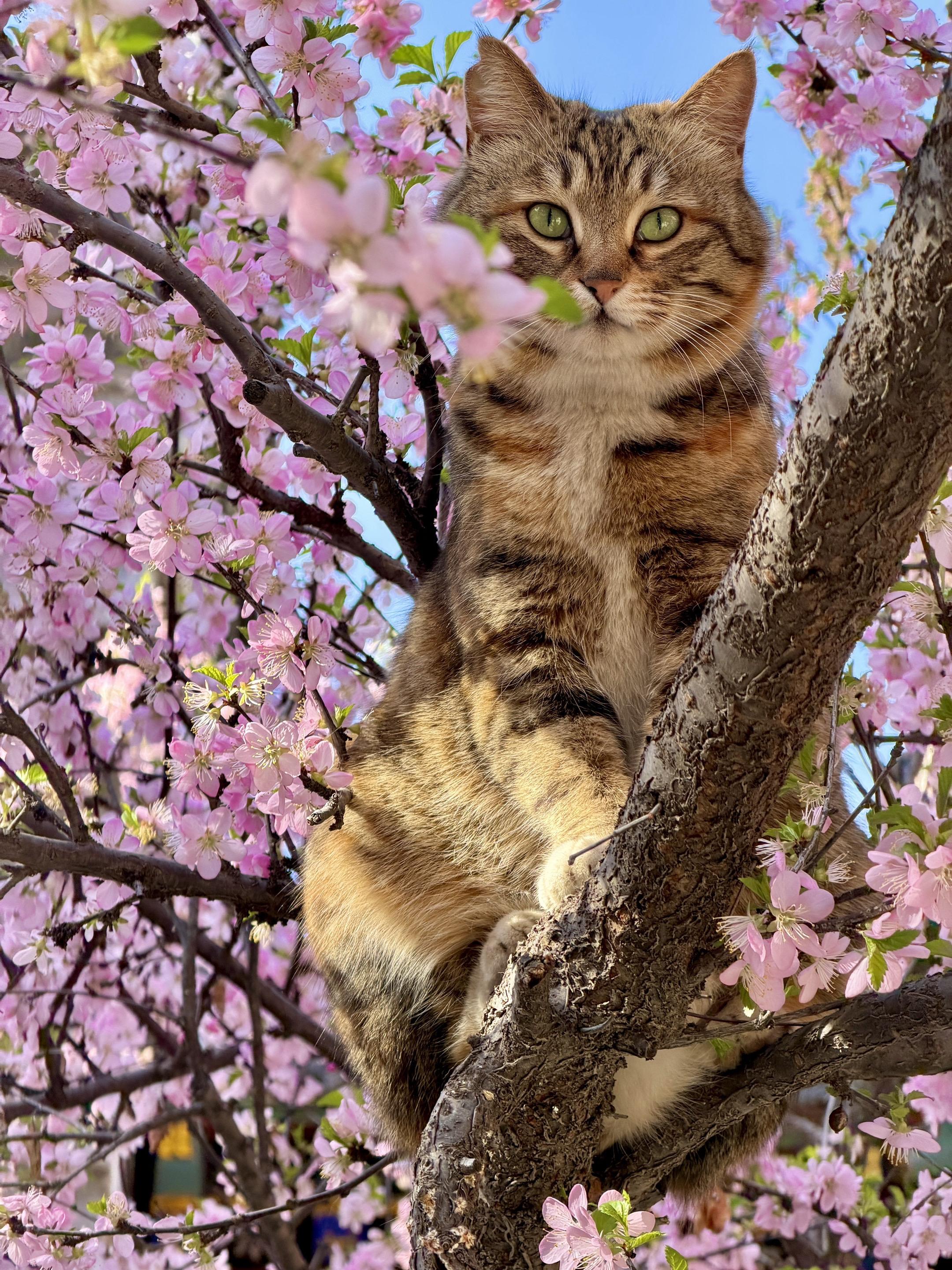 猫花斗艳，好看亖了 上午刚拍的，榆叶梅上的貌美胖彩狸，活灵活现好好看。