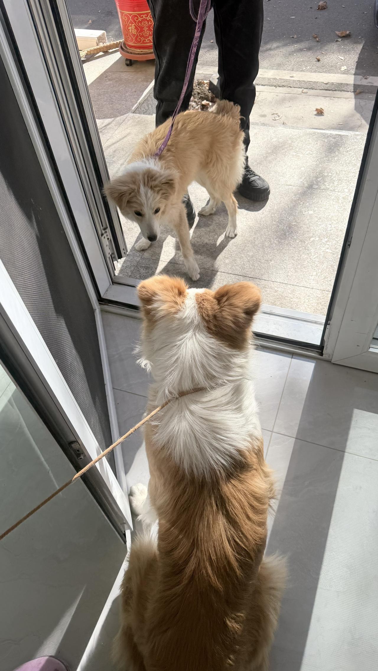 谁家小可爱跑到我家来了？
你的家人一定很着急
大家看到帮问问
四五个月大金边
在