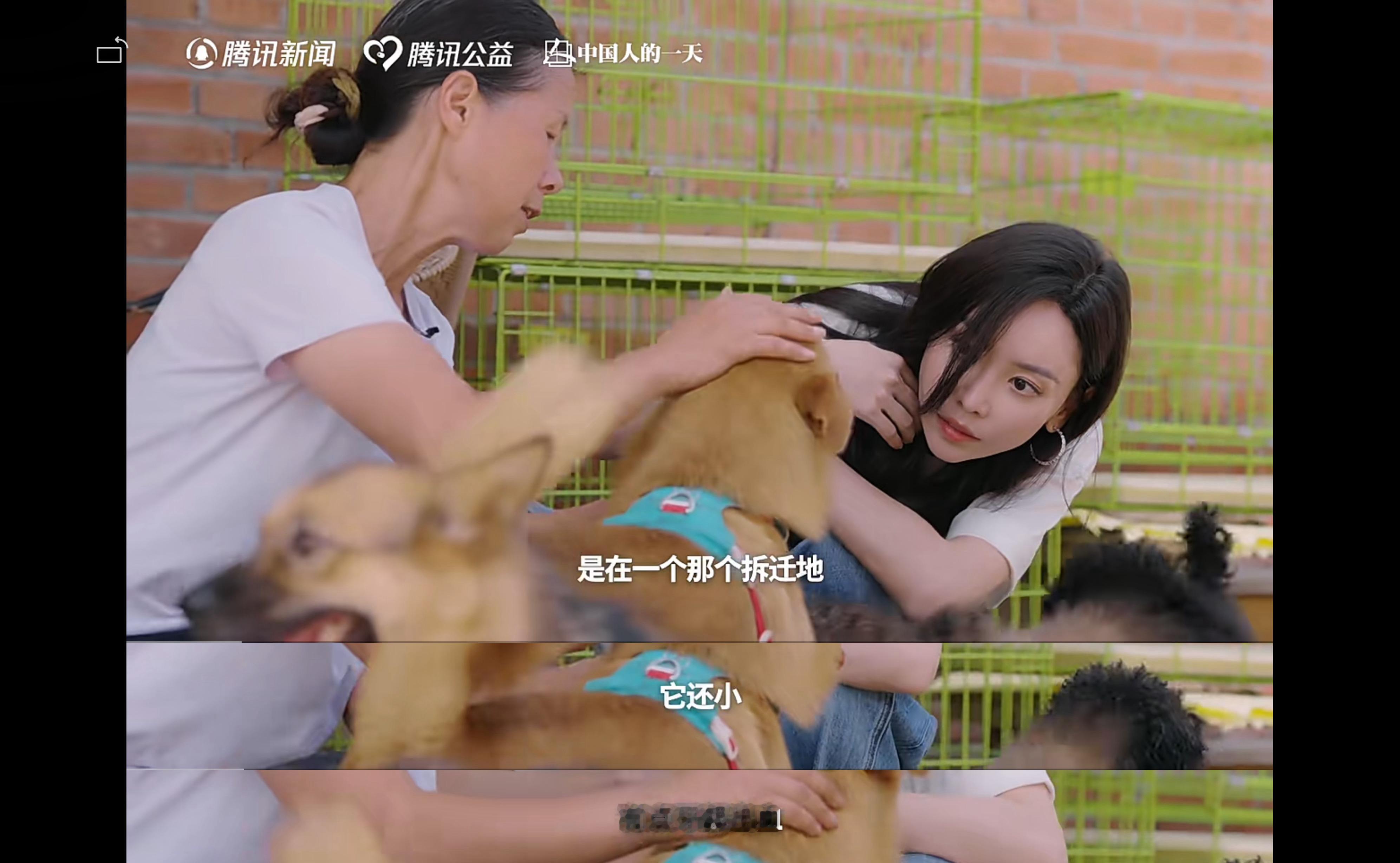 于文文呼吁不要残忍抛弃宠物 很细心的姐宝[抱一抱]于文文呼吁领养代替购买 ​​​