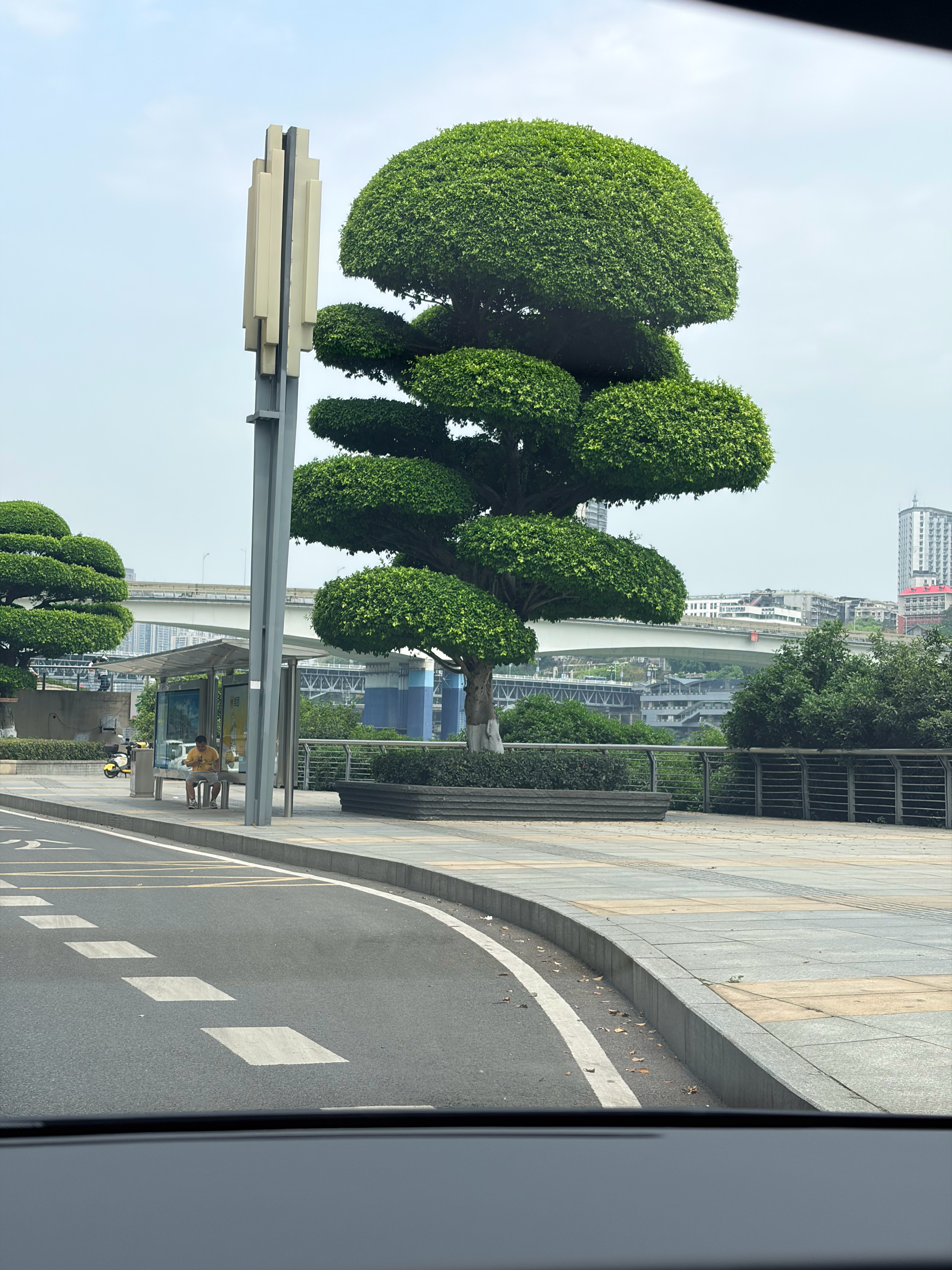 这么大盆栽不得卖个五百八百的。