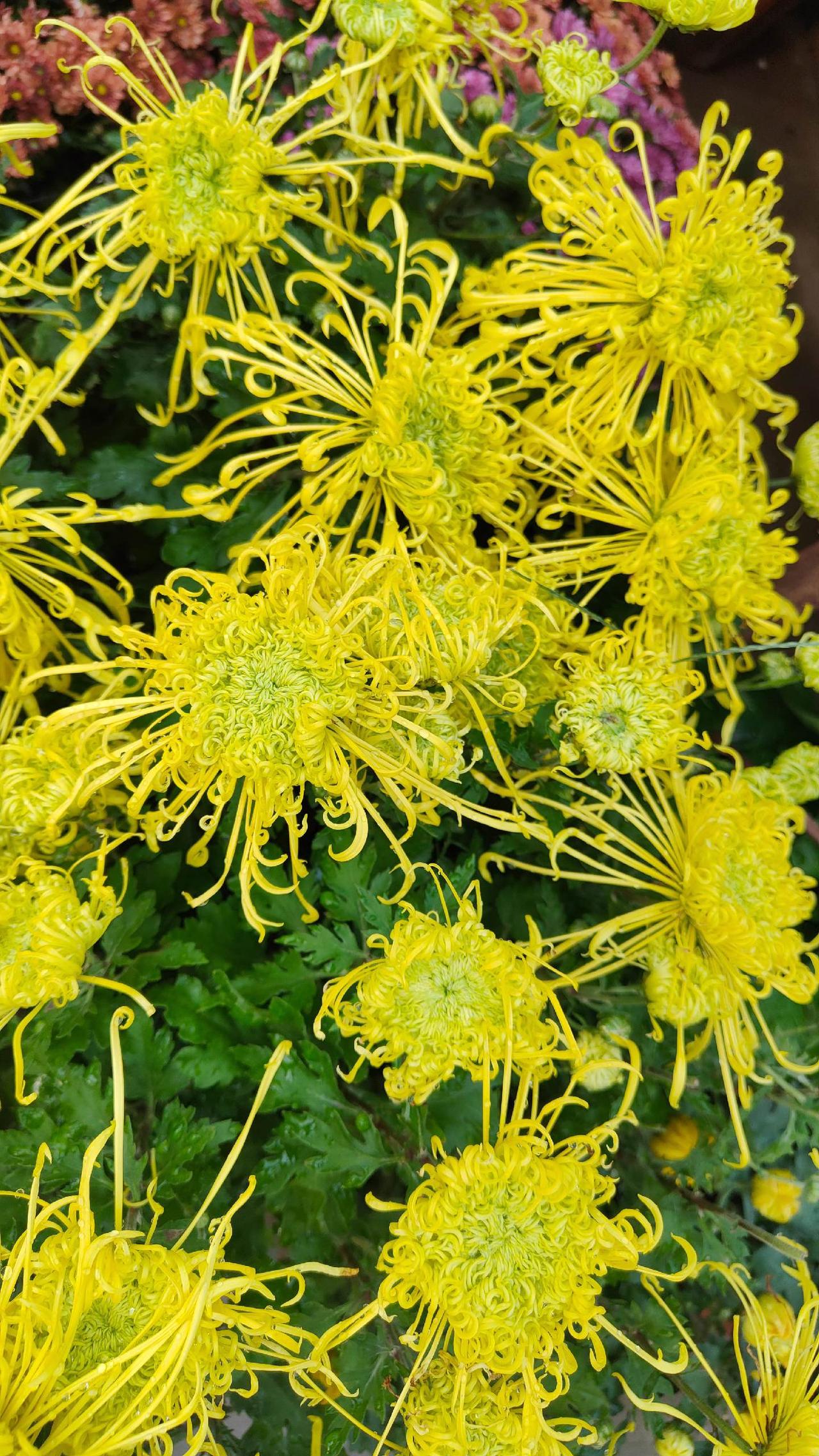 这些菊花都叫啥名字？#菊花 山东#宁阳#花卉绿植 #庭院设计