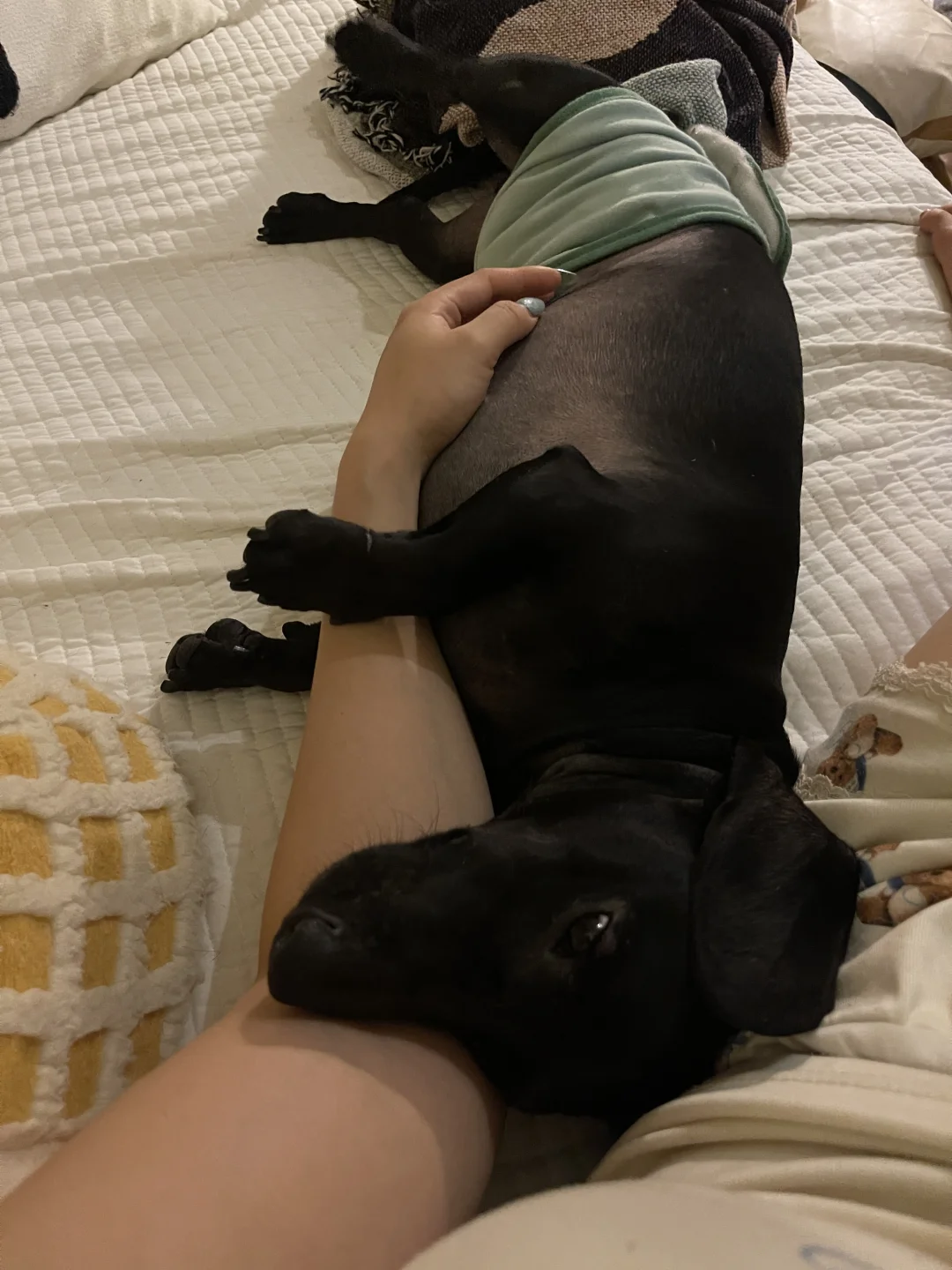 小狗的阿贝贝是妈妈的手臂