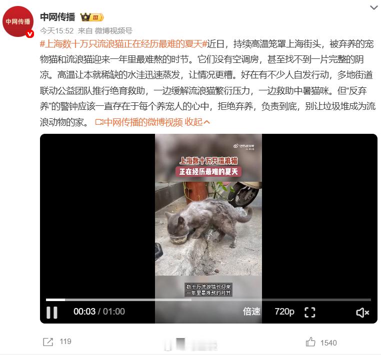 上海数十万只流浪猫正在经历最难的夏天 一个城市，几十万只流浪猫，对城市生态的威胁