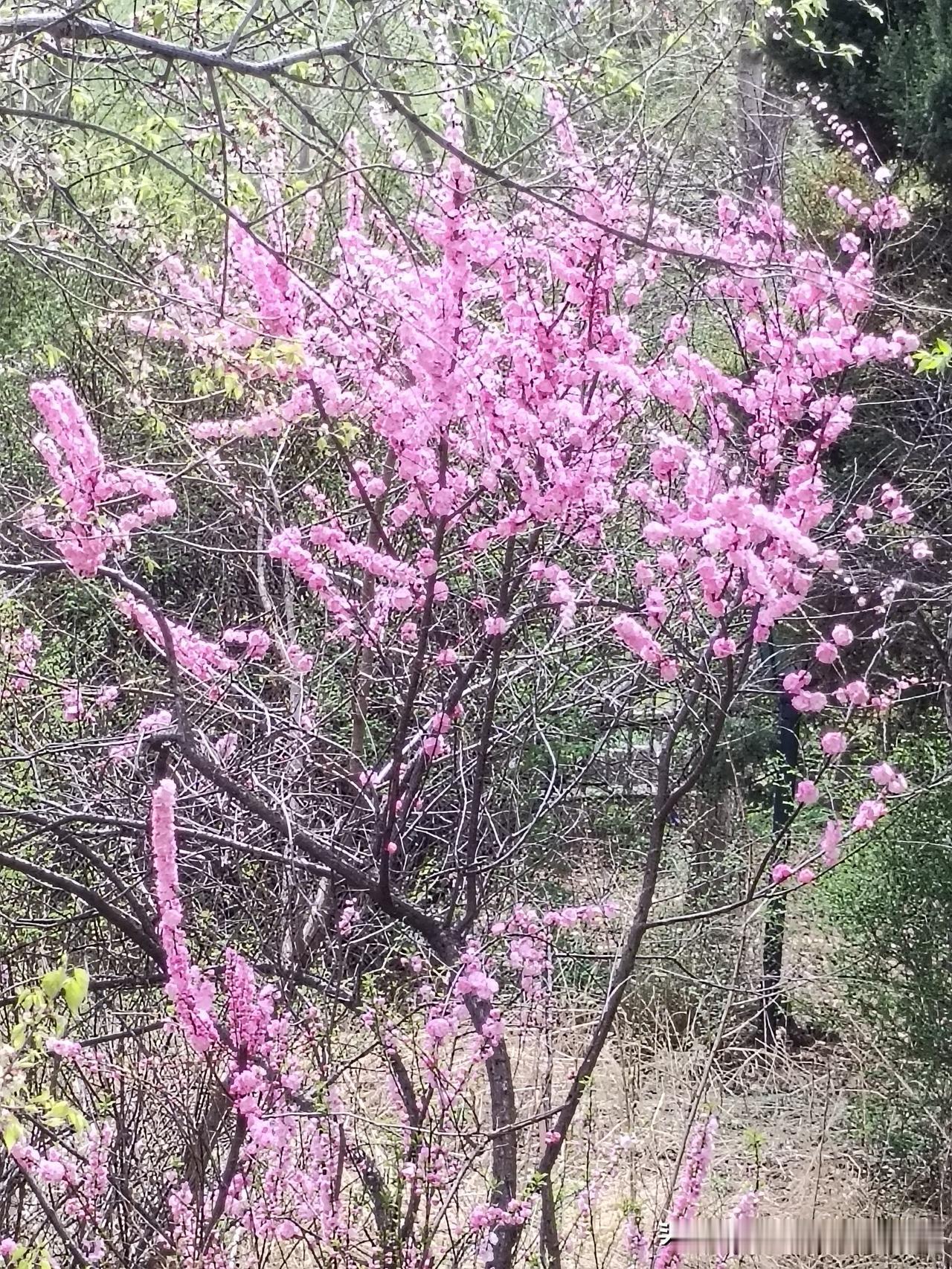 今天早起散步，看到粉嫩的花朵开满了枝头，好美！